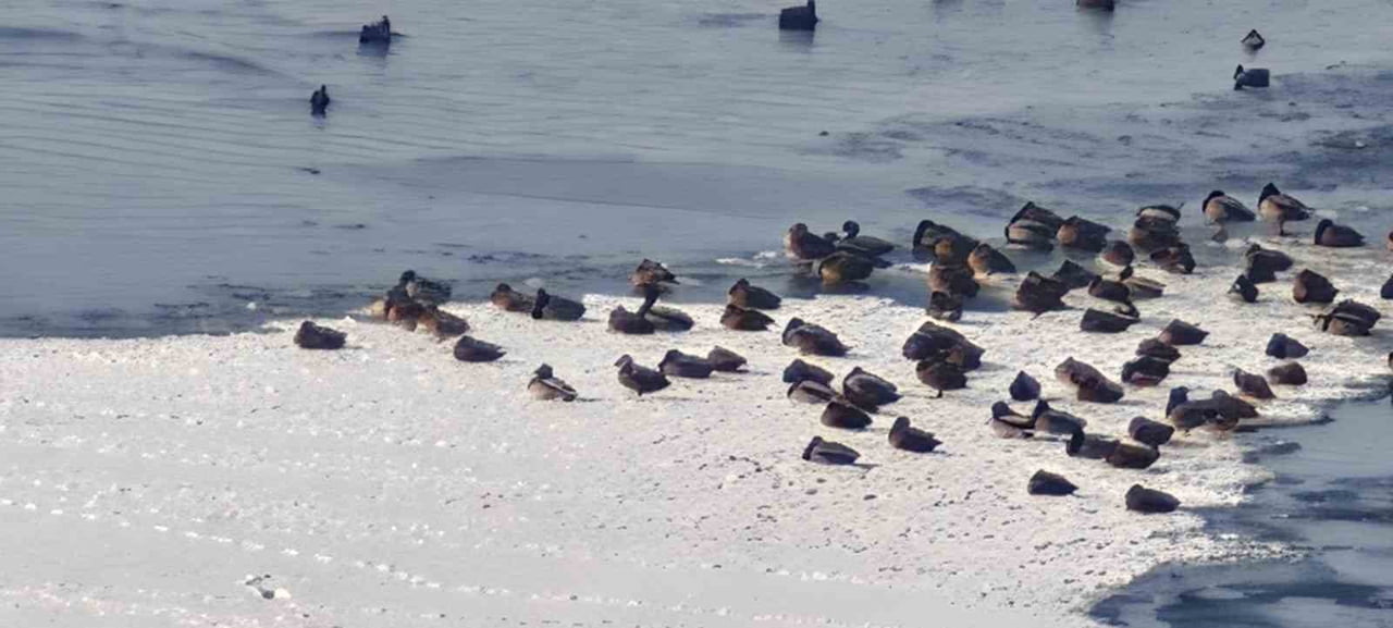 ERZURUM’UN AŞKALE İLÇESİNDE ETKİLİ OLAN SİBİRYA SOĞUKLARI, YABAN HAYATINI DA OLUMSUZ ETKİLİYOR....