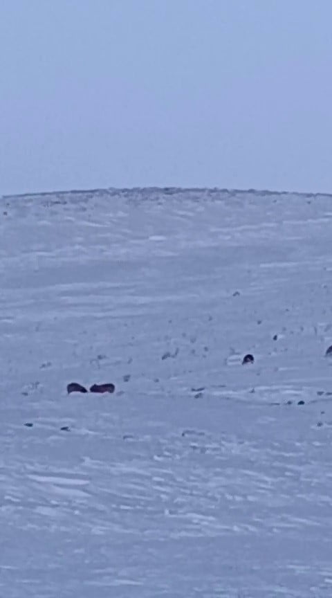 ERZURUM’UN KARAYAZI İLÇESİNDE, GÜNDÜZ SAATLERİNDE MEYDANA GELEN OLAYDA, AÇ KALAN KURTLAR YERLEŞİM...