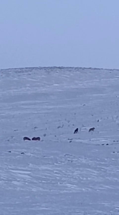 ERZURUM’UN KARAYAZI İLÇESİNDE, GÜNDÜZ SAATLERİNDE MEYDANA GELEN OLAYDA, AÇ KALAN KURTLAR YERLEŞİM...