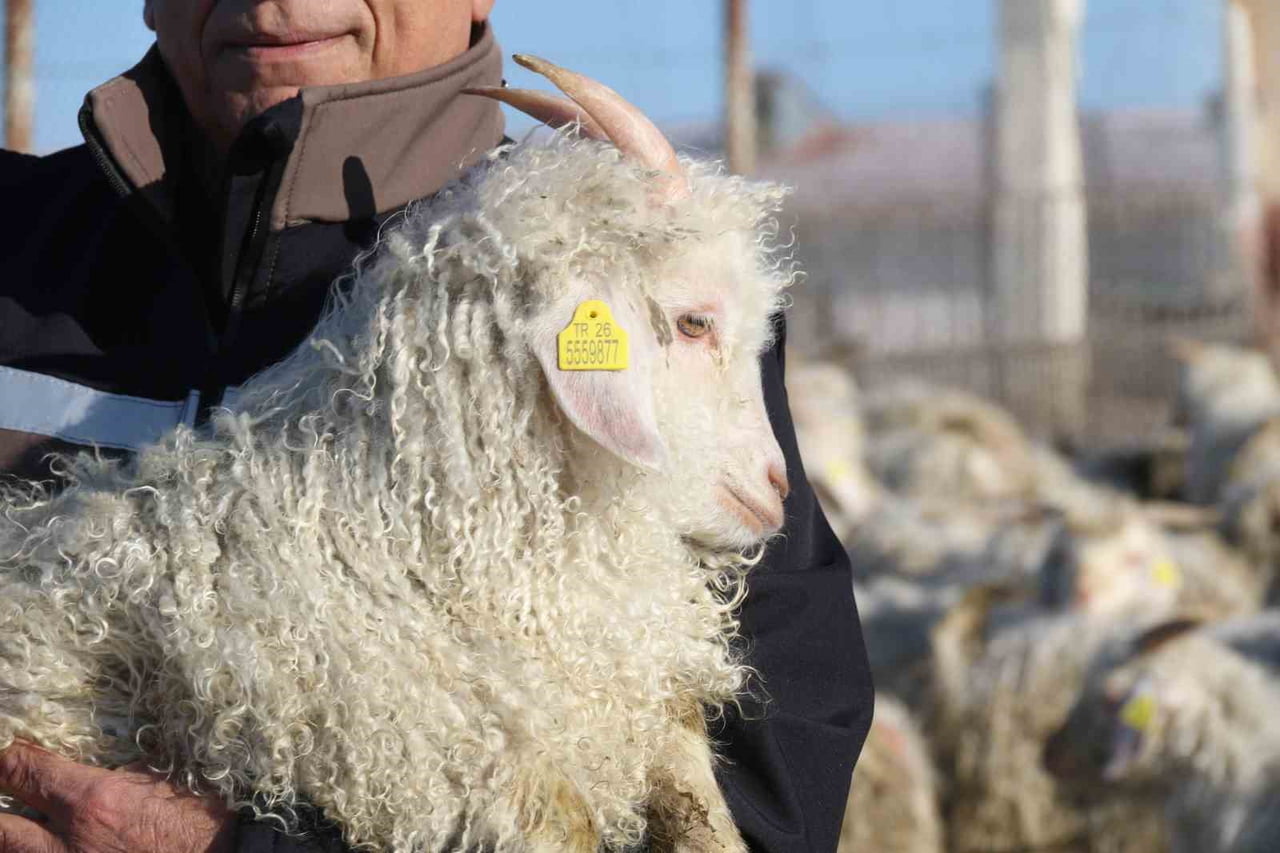 ESKİŞEHİR'DE FAALİYET GÖSTEREN TARIM İŞLETMELERİ GENEL MÜDÜRLÜĞÜ (TİGEM) BÜNYESİNDEKİ ANADOLU...