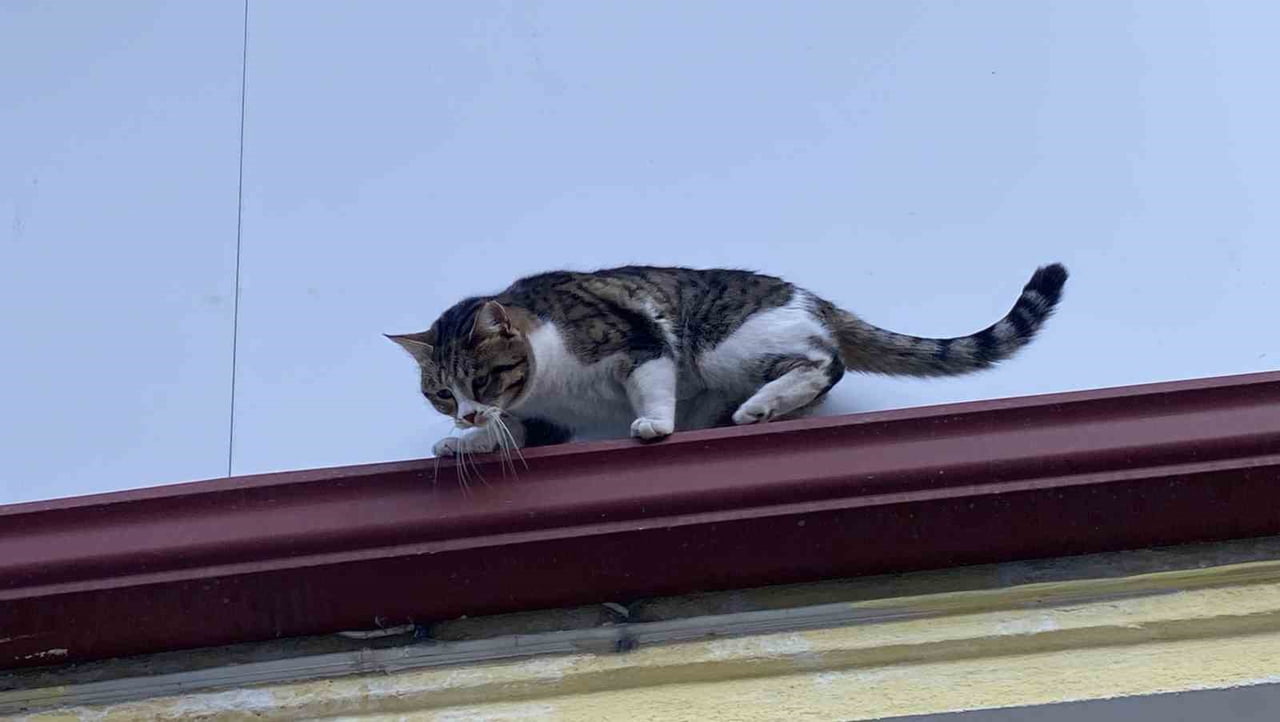 ESKİŞEHİR'DE GEÇTİĞİMİZ GÜNLERDE ÇATIDA MAHSUR KALMIŞ GİBİ BAĞIRIP KENDİSİNİ KURTARMAYA ÇALIŞAN...