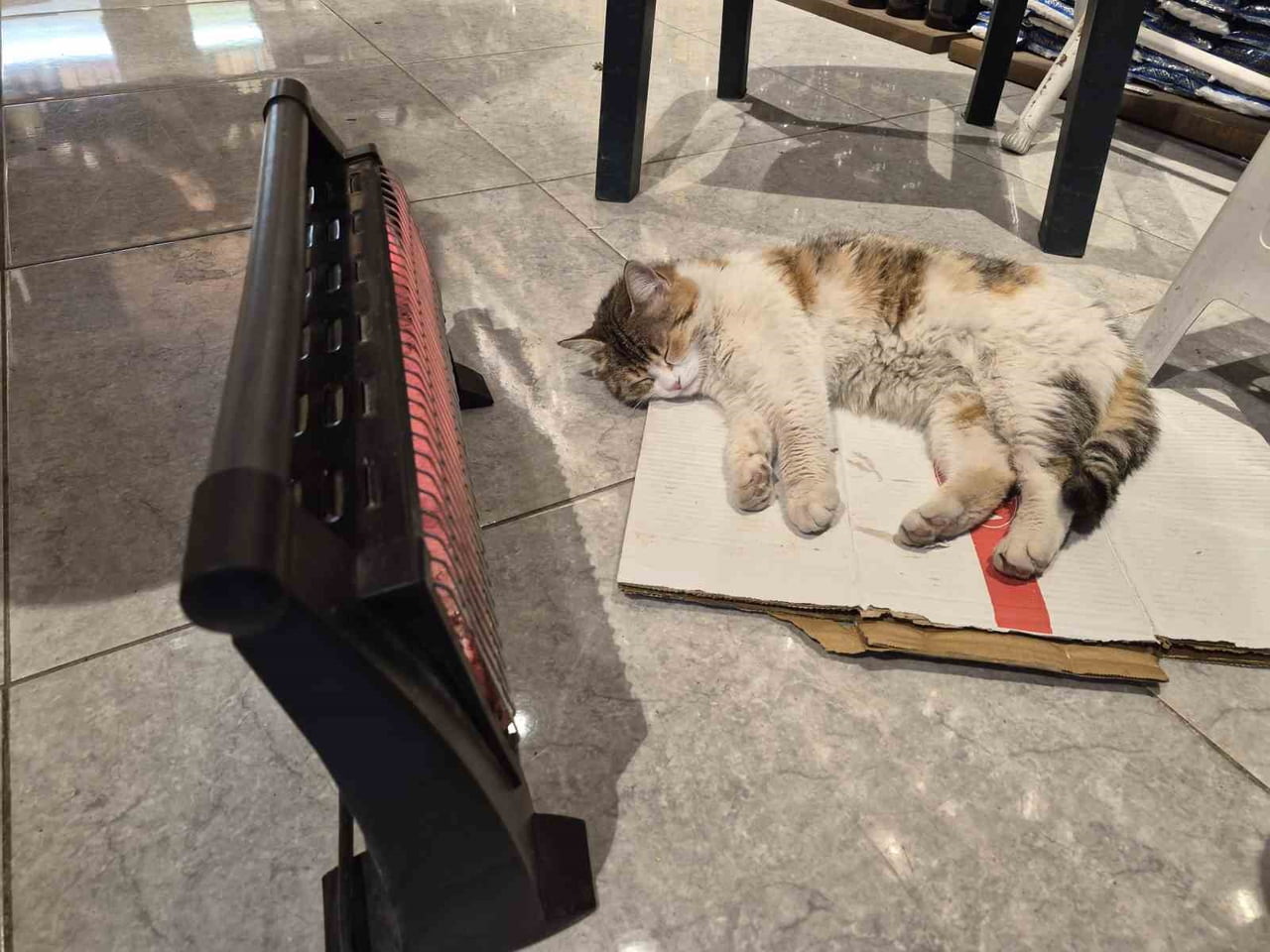 ESKİŞEHİR'DE SOĞUKTAN ÜŞÜYEN BİR SOKAK KEDİSİ, ISINMAK İÇİN SIĞINDIĞI BAKKAL DÜKKANINDA ELEKTRİKLİ...