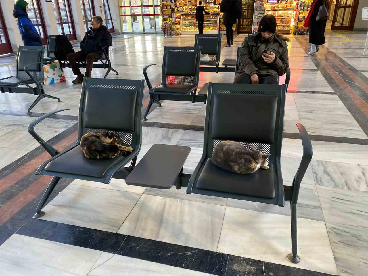 ESKİŞEHİR'DE SOĞUKTAN ÜŞÜYEN SOKAK KEDİLERİ, ISINMAK İÇİN TREN GARINA SIĞINDI.