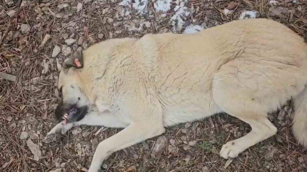 ESKİŞEHİR'DEKİ BİR PARKTA BAZI KÖPEKLERİ TOPLAYAN ODUNPAZARI BELEDİYESİ PERSONELİ İLE HAYVANSEVER...