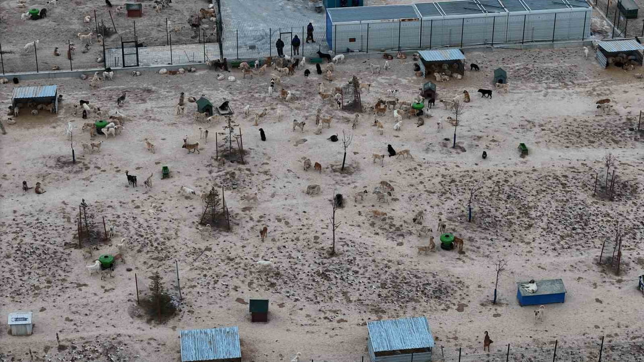 ESKİŞEHİR BÜYÜKŞEHİR BELEDİYESİ'NE AİT BARINAKTA AÇ VE SUSUZ BIRAKILAN KÖPEKLERİN BİRBİRİNİ...