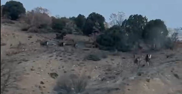 ESKİŞEHİR’İN MİHALIÇÇIK İLÇESİNDE KARAYOLUNDA ARACI İLE İLERLEYEN BİR SÜRÜCÜ YOLUN KARŞINA GEÇEN...