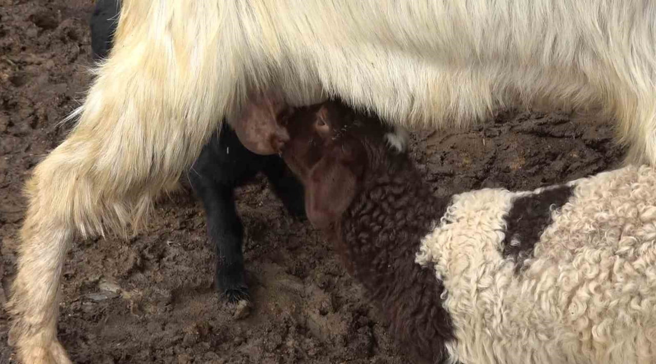 GAZİANTEP'TE DOĞUM SONRASI ANNESİNİN KABULLENMEMESİ NEDENİYLE BAKIMSIZ KALAN KUZUYU KEÇİLER...