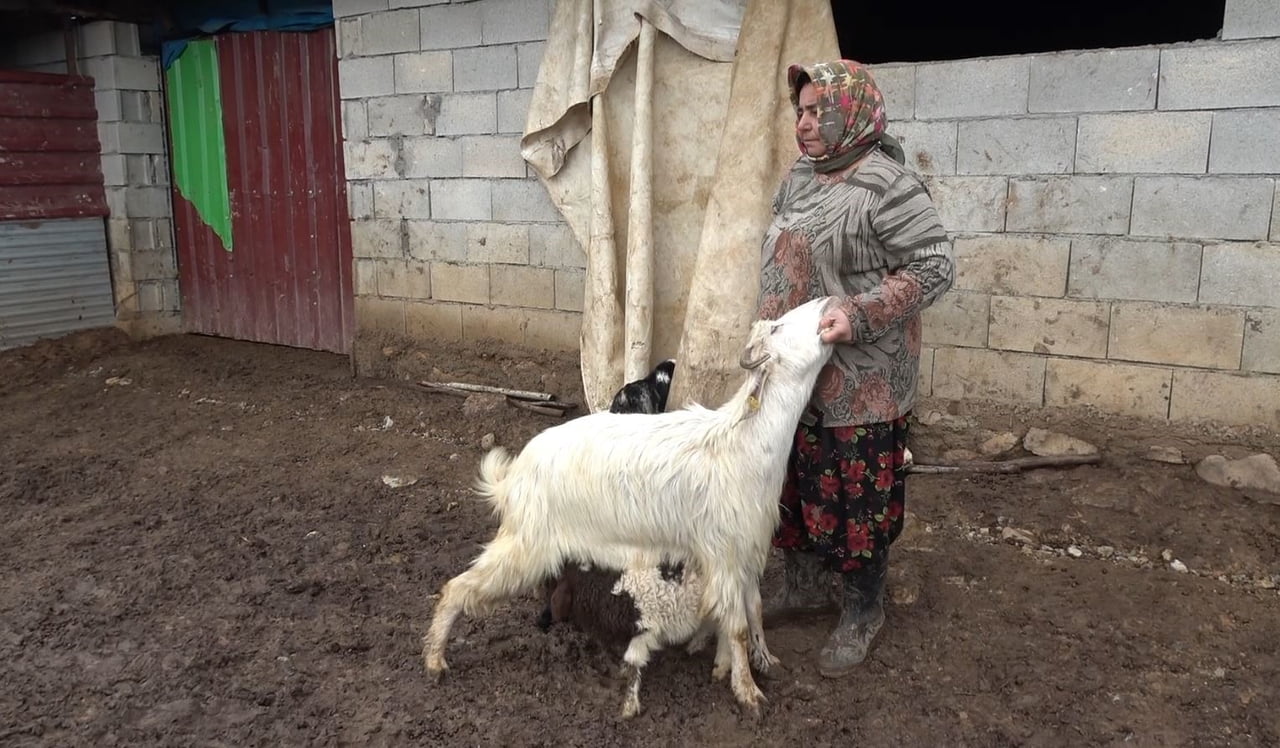GAZİANTEP'TE DOĞUM SONRASI ANNESİNİN KABULLENMEMESİ NEDENİYLE BAKIMSIZ KALAN KUZUYU KEÇİLER...