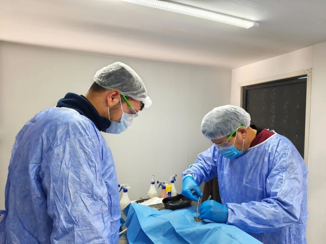 GERMENCİK BELEDİYESİ, 2026 YILININ BAŞINDAN BU YANA YÜRÜTTÜĞÜ KISIRLAŞTIRMA ÇALIŞMALARI KAPSAMINDA...