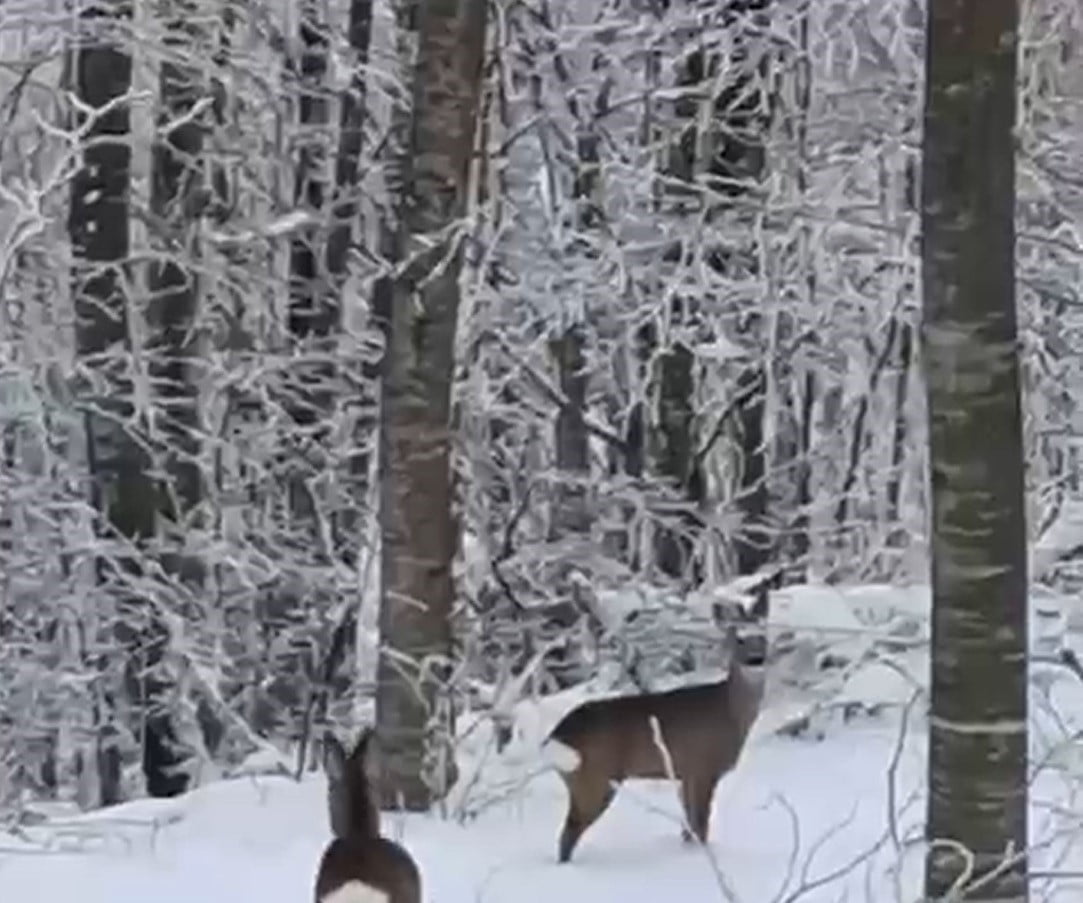GEYVE İLÇESİNDE KAR YAĞIŞI NEDENİYLE YİYECEK BULMAKTA GÜÇLÜK ÇEKEN YABAN HAYVANLARI İÇİN DOĞAYA...