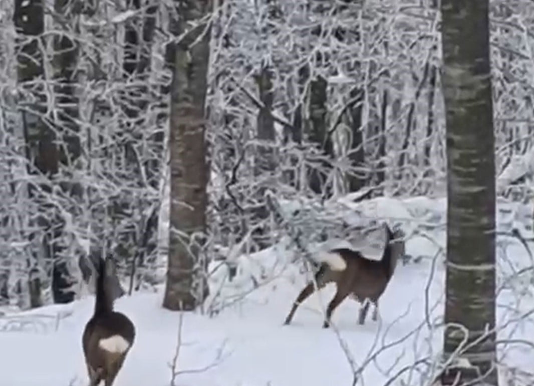 GEYVE İLÇESİNDE KAR YAĞIŞI NEDENİYLE YİYECEK BULMAKTA GÜÇLÜK ÇEKEN YABAN HAYVANLARI İÇİN DOĞAYA...