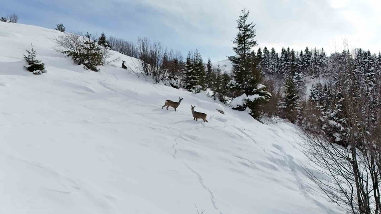 GİRESUN’UN KULAKKAYA YAYLASI’NDA KAR YAĞIŞININ ARDINDAN BEYAZA BÜRÜNEN DOĞA, YABAN HAYATINA DA EV...