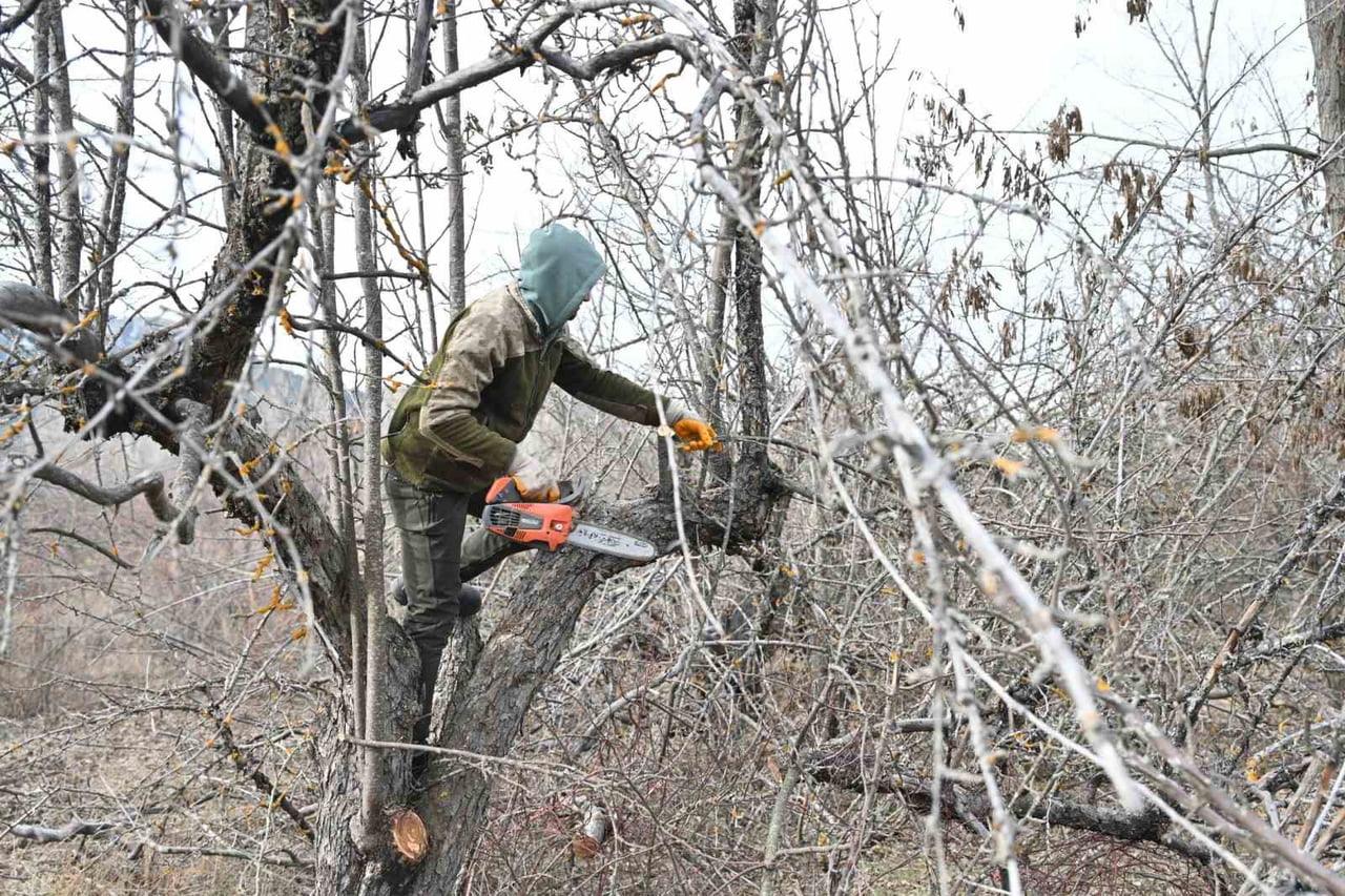 GÖLCÜK TABİAT PARKI’NDA ELMA BAHÇELERİ YENİDEN CANLANIYOR