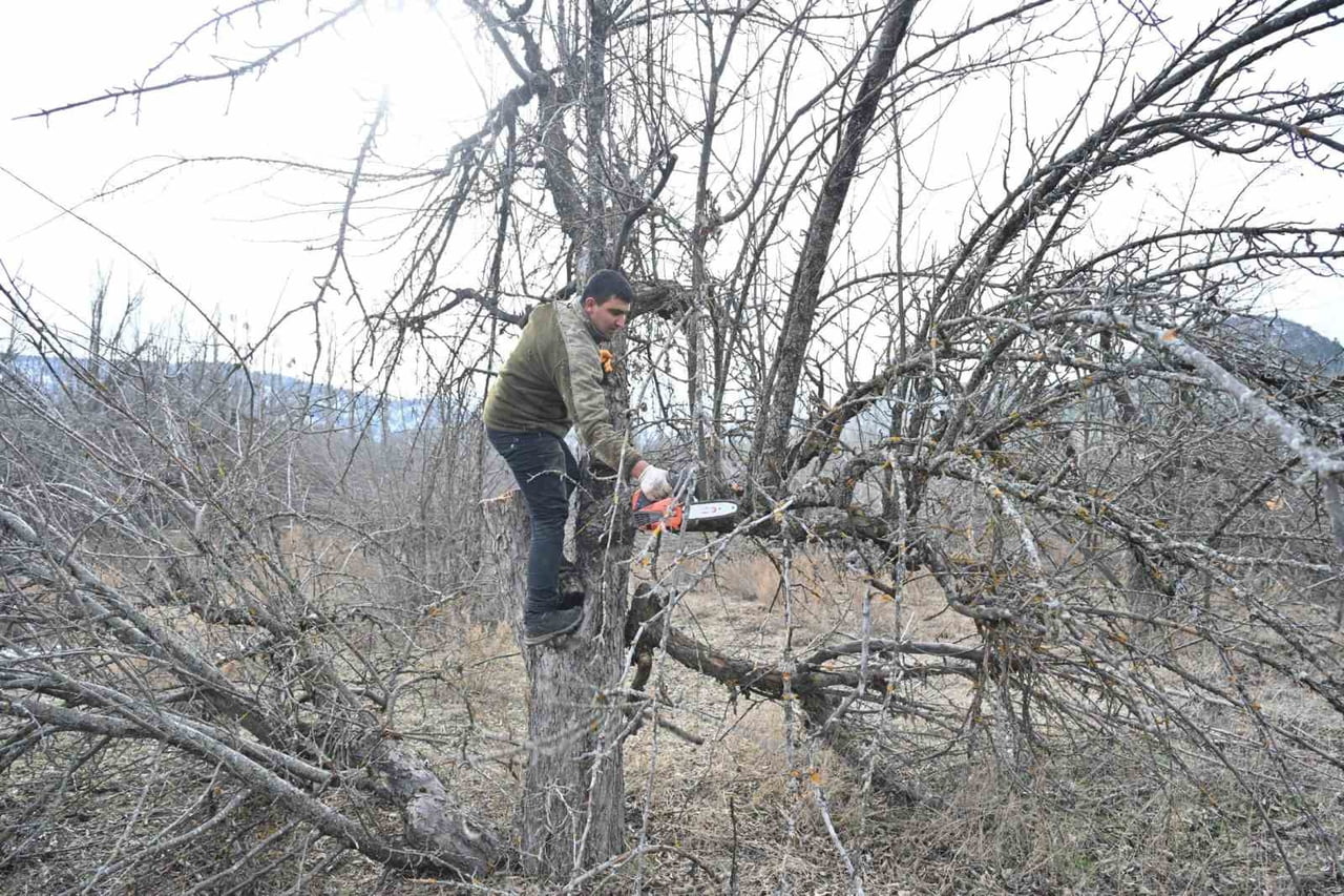 GÖLCÜK TABİAT PARKI’NDA ELMA BAHÇELERİ YENİDEN CANLANIYOR