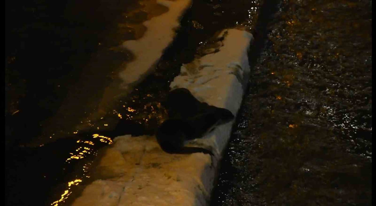 GÜMÜŞHANE’DE HARŞİT ÇAYI’NDA NESLİ TÜKENME TEHLİKESİ ALTINDAKİ İKİ SU SAMURU KAR ÜZERİNDE OYUN...