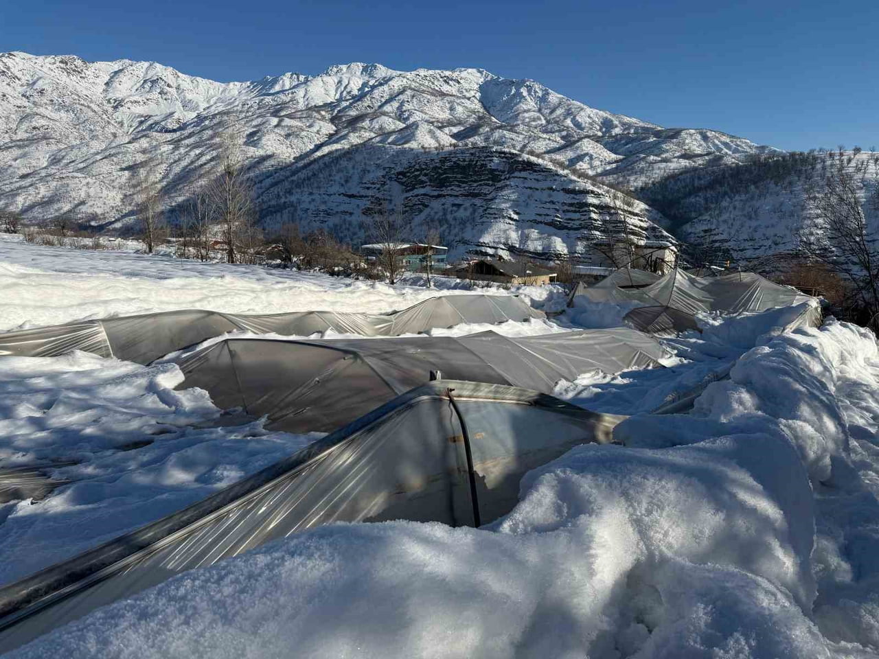HAKKARİ'NİN DERECİK İLÇESİNDE GEÇEN HAFTA ETKİLİ YOĞUN KAR YAĞIŞI NEDENİYLE 38 SERA ZARA...