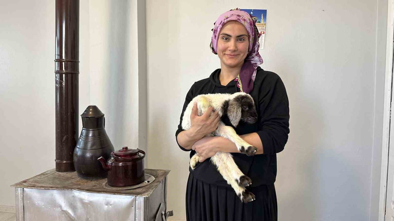 HAKKARİ'NİN YÜKSEKOVA İLÇESİNDE ANNESİ ÖLEN VE ‘UMUT’ İSMİ VERİLEN 10 GÜNLÜK KUZU, EV ORTAMINDA...