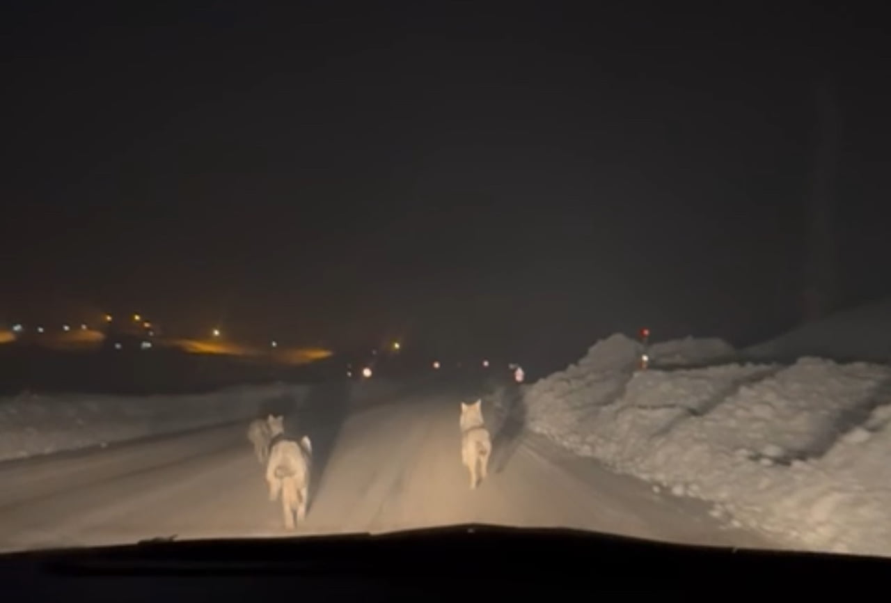 HAKKARİ’NİN YÜKSEKOVA İLÇESİNDE AÇ KALAN KURT SÜRÜSÜNÜN YERLEŞİM YERLERİNE KADAR İNMESİ, BÖLGEDEKİ...