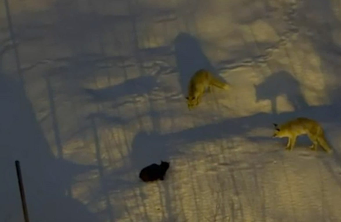 HAKKARİ ŞEHİR MERKEZİNE İNEN İKİ TİLKİ İLE BİR KEDİ ARASINDA YAŞANAN MÜCADELE CEP TELEFONU...