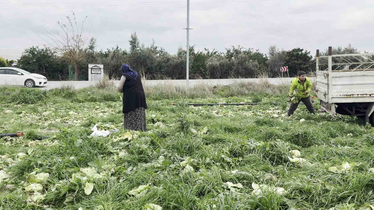 HATAY'DA MARUL ÜCRETSİZ DAĞITILDI