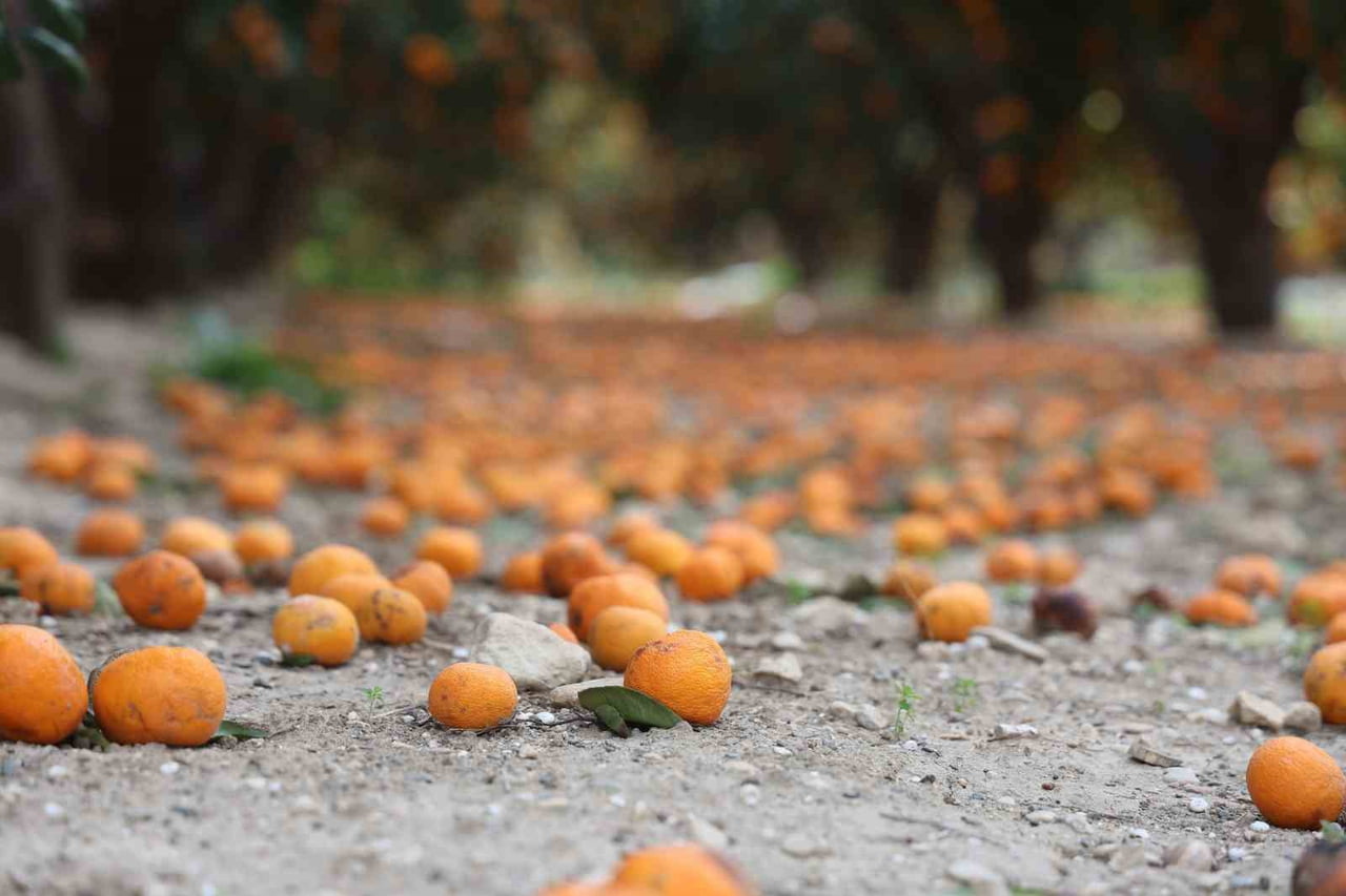 HATAY’DA YAŞANAN MANDALİNA BEREKETİYLE BİRLİKTE ALICI BULUNAMAYAN TONLARCA MAHSUL DALDA ÇÜRÜMEYE...