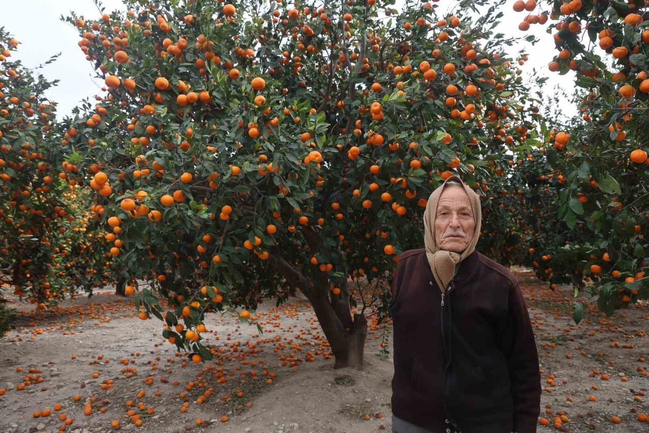 HATAY’DA YAŞANAN MANDALİNA BEREKETİYLE BİRLİKTE ALICI BULUNAMAYAN TONLARCA MAHSUL DALDA ÇÜRÜMEYE...