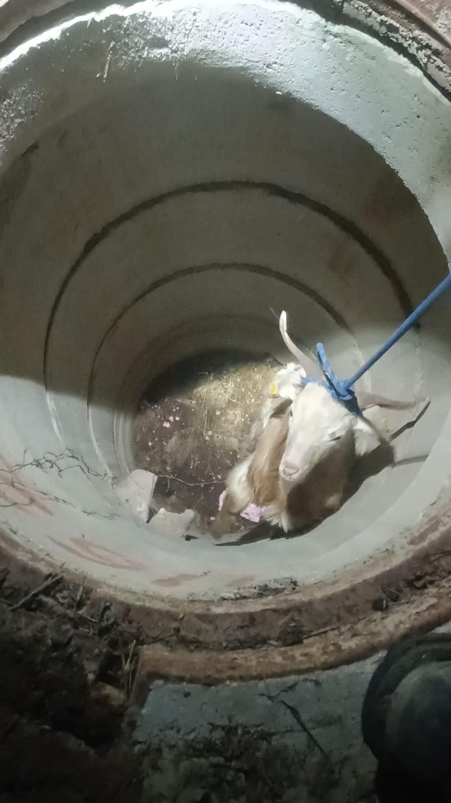 HATAY’IN ANTAKYA İLÇESİNDE SU KUYUSUNA DÜŞEN KEÇİ, İTFAİYE EKİPLERİ TARAFINDAN...