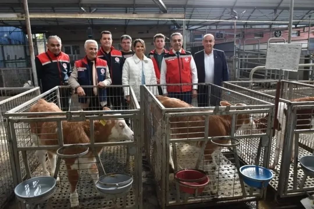 HAYVANCILIKTA TÜRKİYE HARİTASINDA DİKKAT ÇEKEN İLLERDEN BİRİ OLAN AYDIN, BÜYÜKBAŞ HAYVAN...