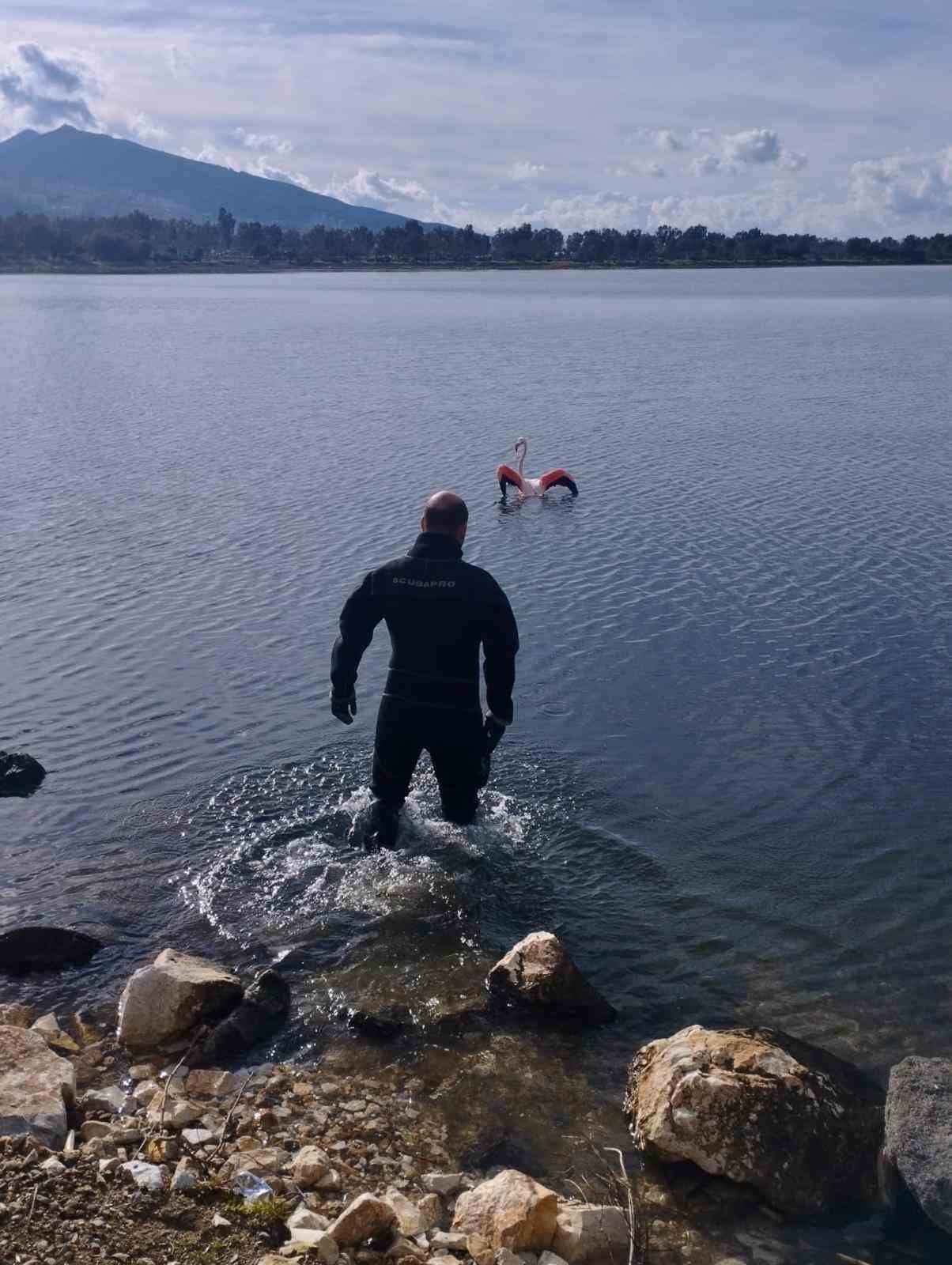 İNCİRALTI KENT ORMANI’NDA VÜCUDUNA İP DOLANAN FLAMİNGO, İZMİR İTFAİYESİ DALGIÇLARININ YAKLAŞIK 15...