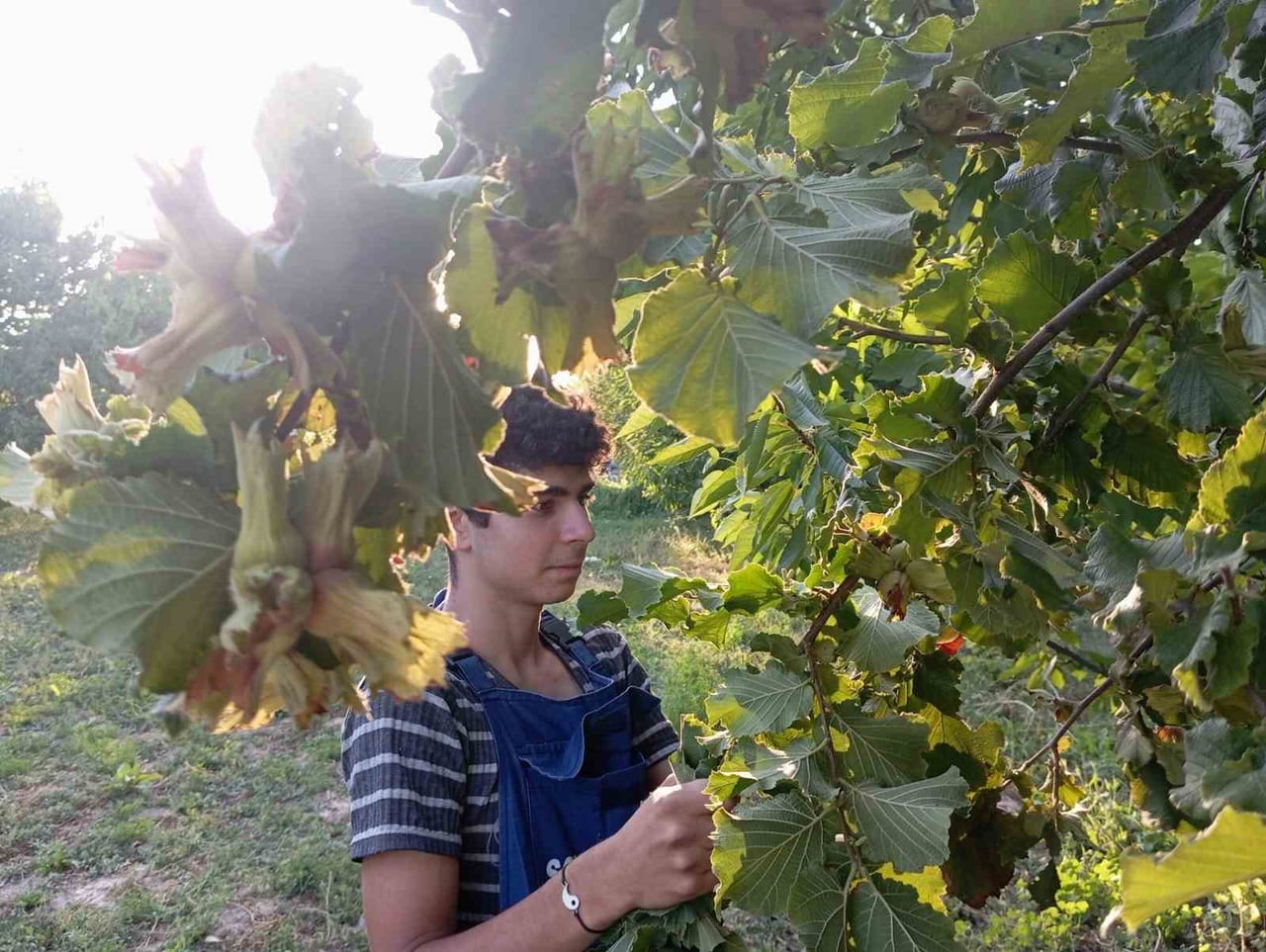 İNEGÖL ZİRAAT ODASI BAŞKANI SEZAİ ÇELİK, ULUDAĞ ETEKLERİNDE ÜRETİLEN FINDIĞA DESTEK VERİLMESİNİ...