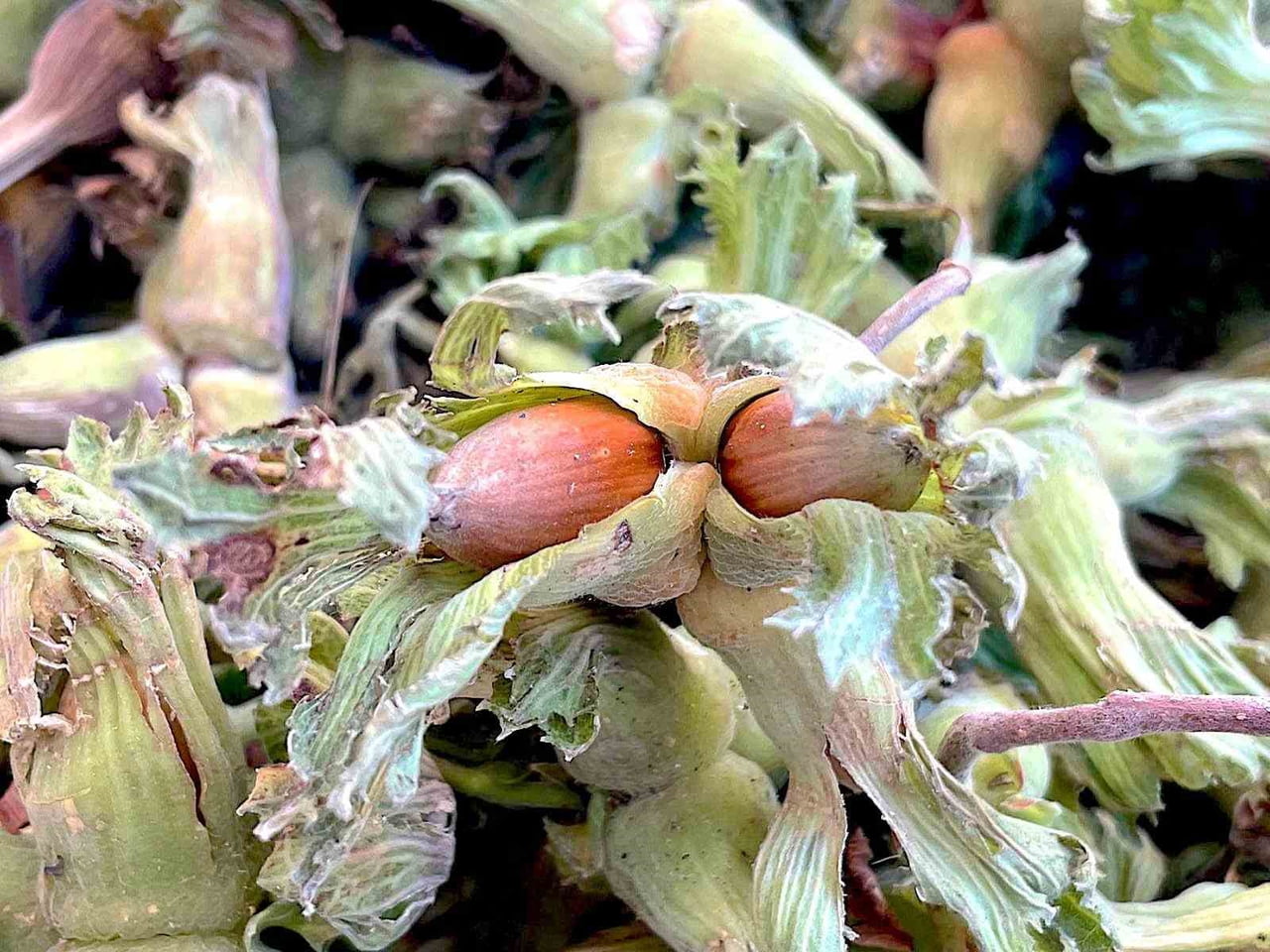 İNEGÖL ZİRAAT ODASI BAŞKANI SEZAİ ÇELİK, ULUDAĞ ETEKLERİNDE ÜRETİLEN FINDIĞA DESTEK VERİLMESİNİ...