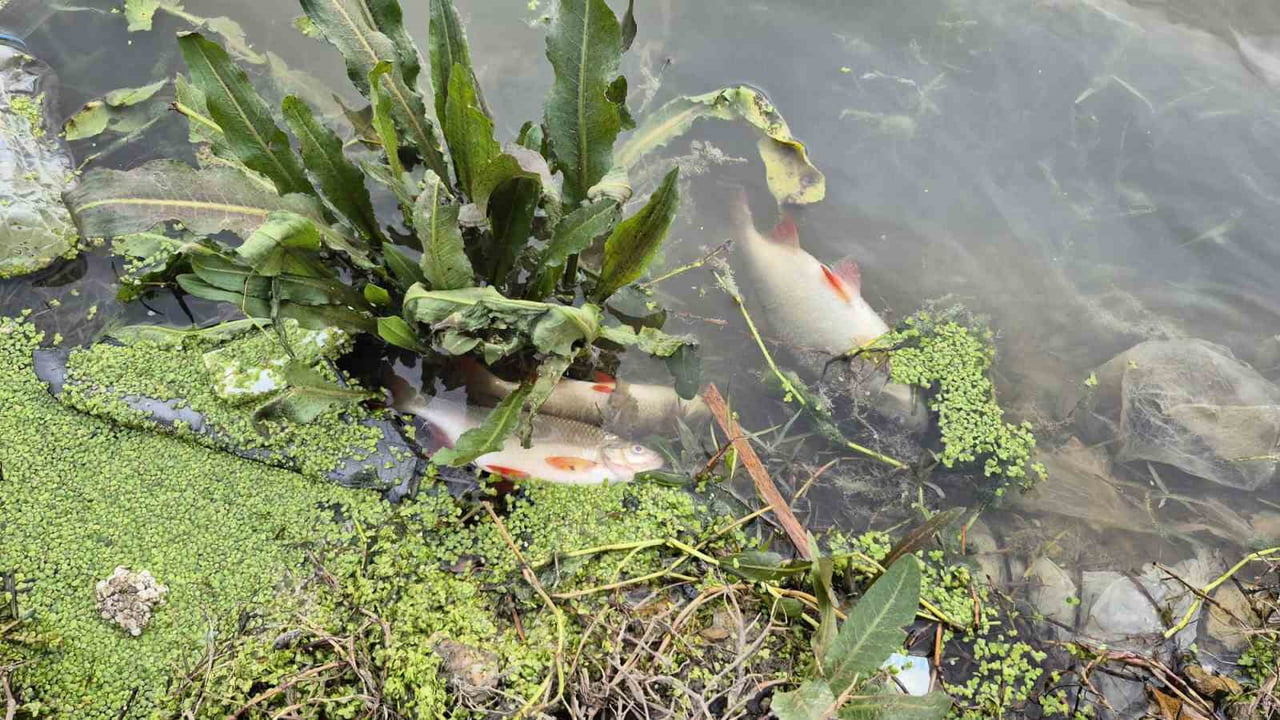 İSTANBUL'UN EYÜPSULTAN İLÇESİ PİRİNÇÇİ MAHALLESİ'NDE GÖLETTE YAŞANAN YOSUN PATLAMASI NEDENİYLE ÇOK...