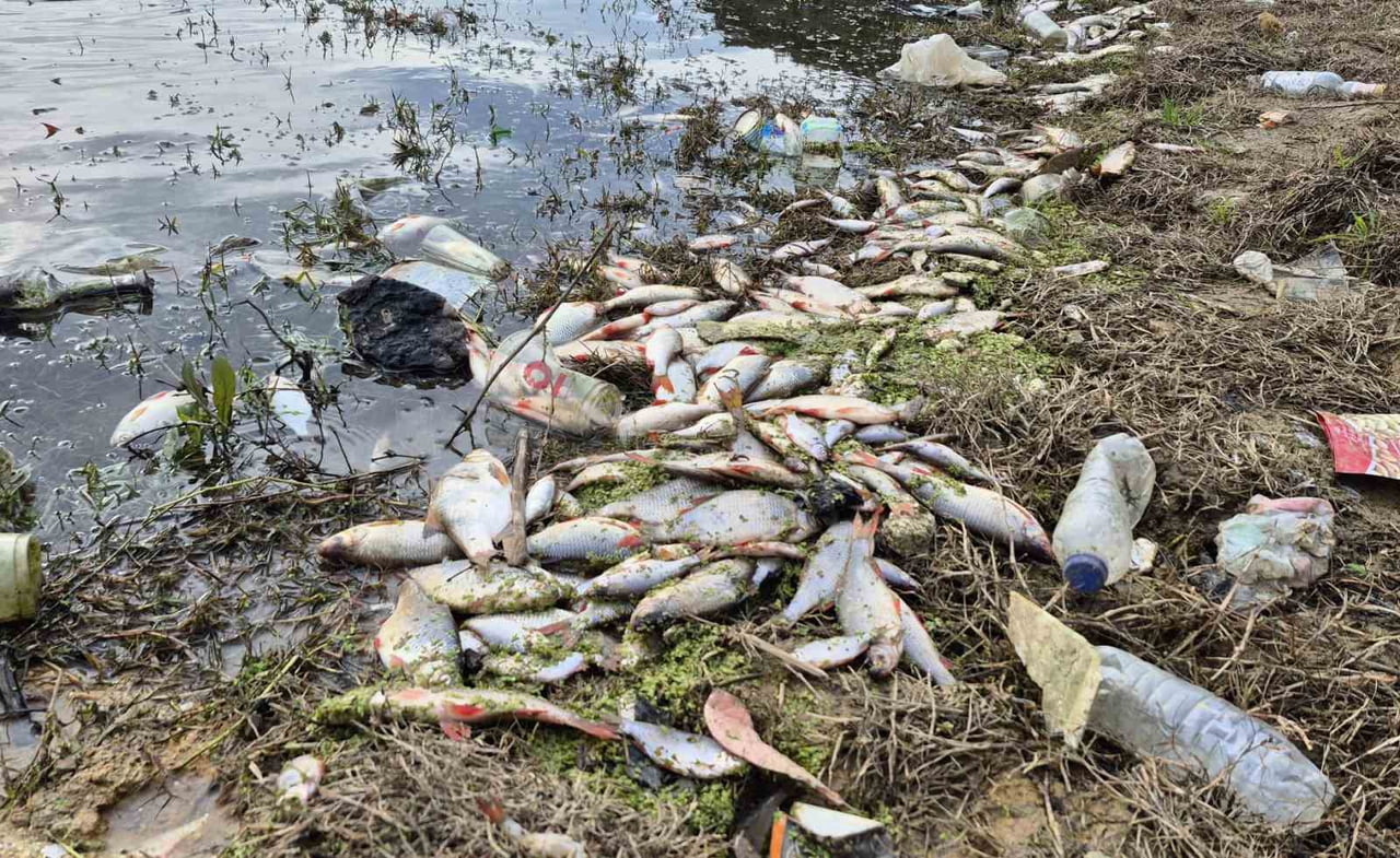 İSTANBUL'UN EYÜPSULTAN İLÇESİ PİRİNÇÇİ MAHALLESİ'NDE GÖLETTE YAŞANAN YOSUN PATLAMASI NEDENİYLE ÇOK...