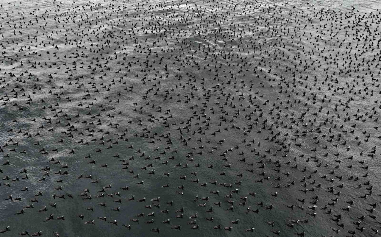İSTANBUL’DA ÜREME DÖNEMİNE GİREN KARABATAKLAR, NORMALDE MAT SİYAH OLAN TÜYLERİNİN, BRONZ YA DA...
