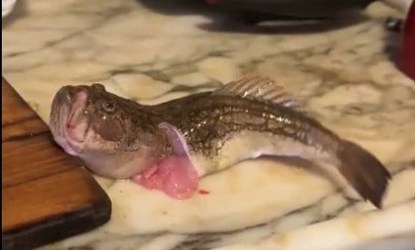 İZMİR’İN KARABURUN İLÇESİNDE TEMİZLENEREK İÇ ORGANLARI ALINAN TEPEGÖZ CİNSİ BALIK, TEZGAH ÜZERİNDE...