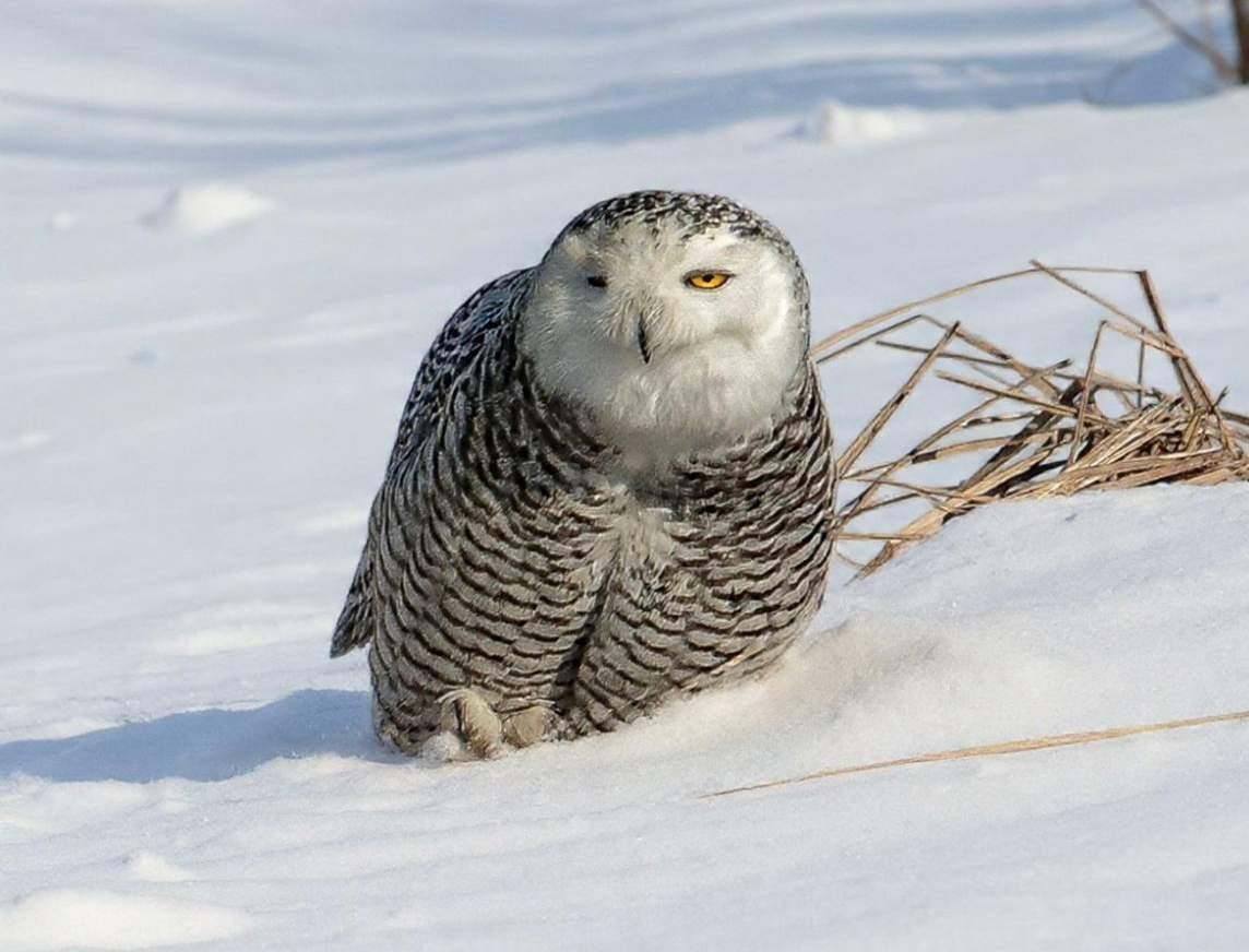 İZMİR SEFERİHİSARLI DOĞA FOTOĞRAFÇISI ERHAN BARIŞ ŞİMŞEK, NESLİ AVRUPA'DA TÜKENME NOKTASINA GELEN...