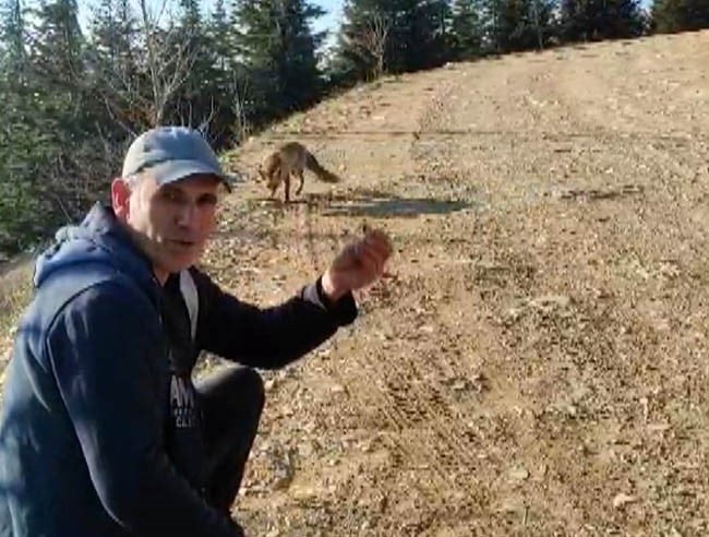 KAHRAMANMARAŞ'TA BİR VATANDAŞ, YAPTIĞI DOĞA YÜRÜYÜŞÜ SIRASINDA KARŞILAŞTIĞI TİLKİYİ KURU YEMİŞLE...