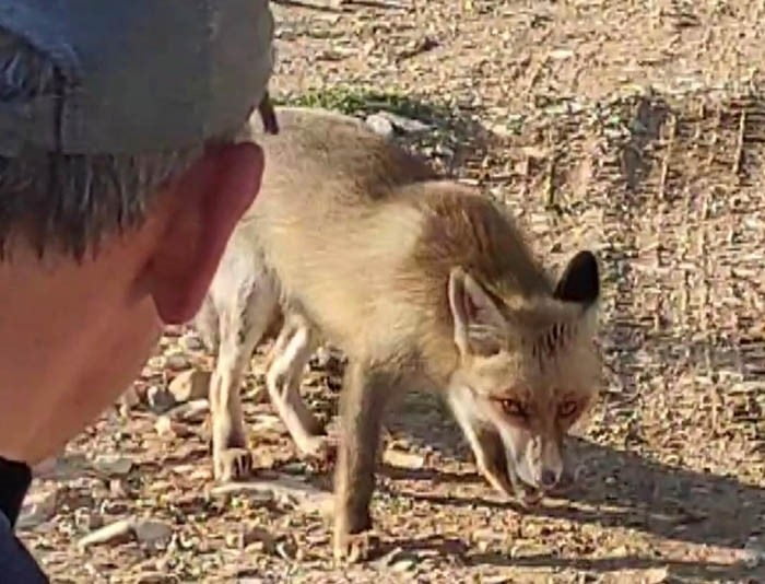 KAHRAMANMARAŞ'TA BİR VATANDAŞ, YAPTIĞI DOĞA YÜRÜYÜŞÜ SIRASINDA KARŞILAŞTIĞI TİLKİYİ KURU YEMİŞLE...