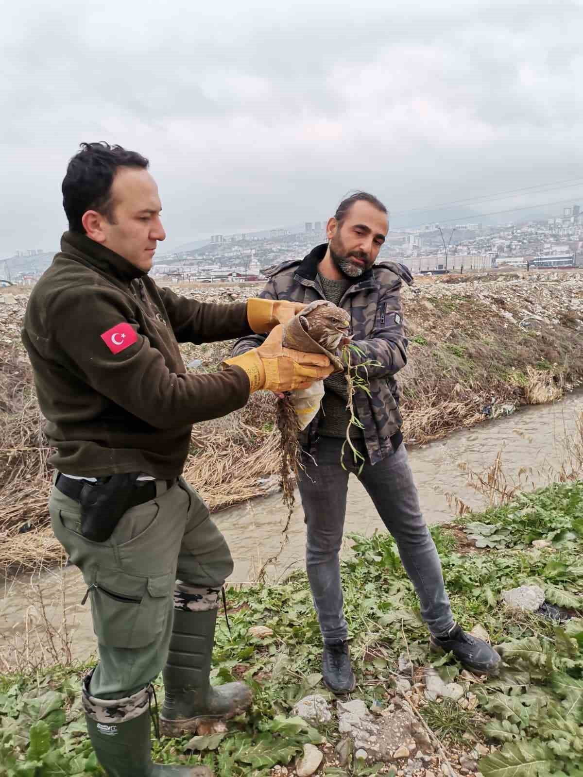 KAHRAMANMARAŞ’TA YAŞAYAN YIRTICI KUŞ TÜRLERİNDEN ERKEK BİR ŞAHİN, DÜZENLİ DOĞA GÖZLEMLERİ...