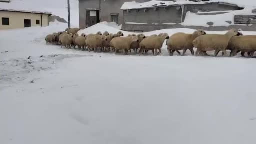 Kar kalınlığı yer yer 2 metreyi aştı, en çok hayvancılık yapanlar zorlandı