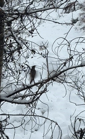 KAR KALINLIĞININ YER YER 145 SANTİMETREYİ AŞTIĞI TUNCELİ’DE, NESLİ TÜKENME TEHLİKESİ İLE KARŞI...