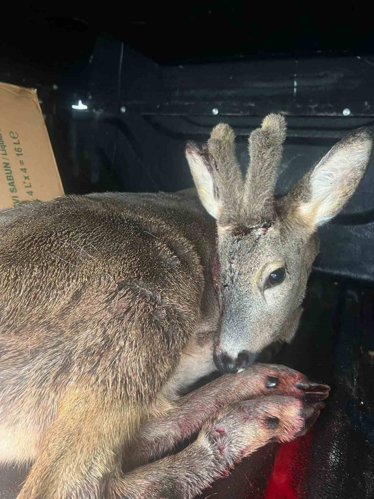 KARABÜK'TE BİR ARACIN ÇARPMASI SONUCU YARALANAN KARACA, EKİPLER TARAFINDAN TEDAVİ ALTINA...