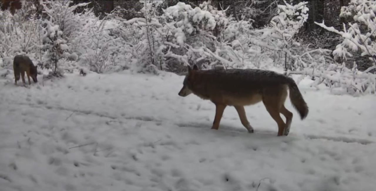 KARABÜK'ÜN OVACIK İLÇESİNDE VAŞAK VE KURTLAR YİYECEK ARARKEN FOTOKAPANA YANSIDI.