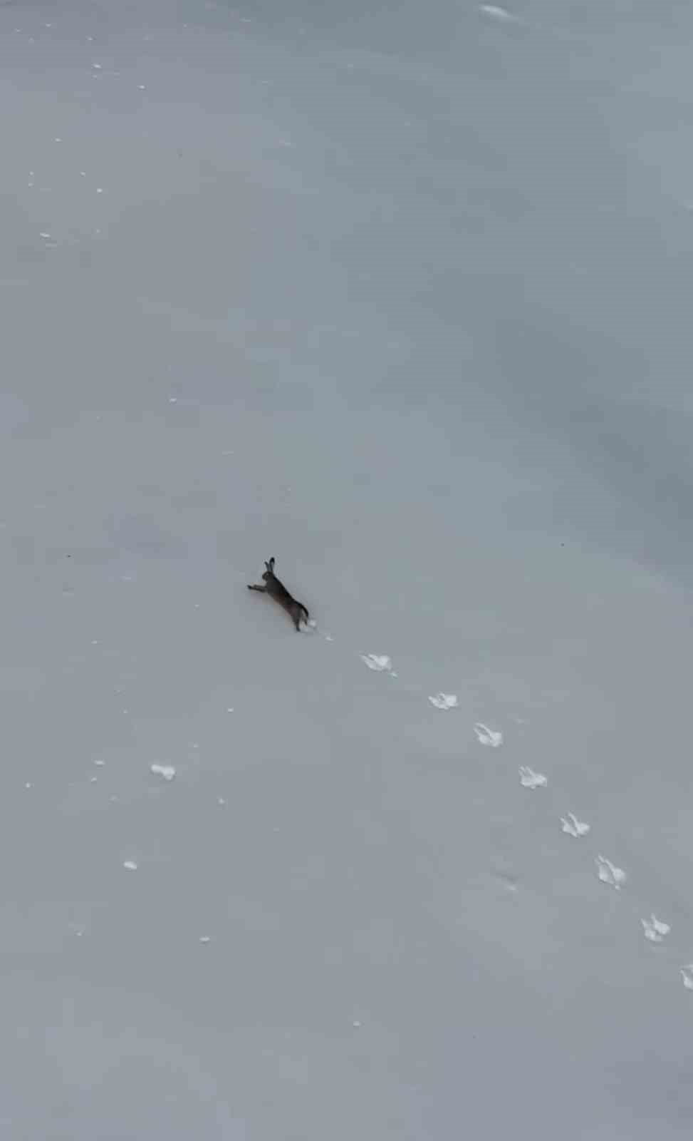 KARABÜK’TE KELTEPE KAYAK MERKEZİ’NDE KAR ÜZERİNDE KOŞAN BİR YABAN TAVŞANI, BİR VATANDAŞ TARAFINDAN...