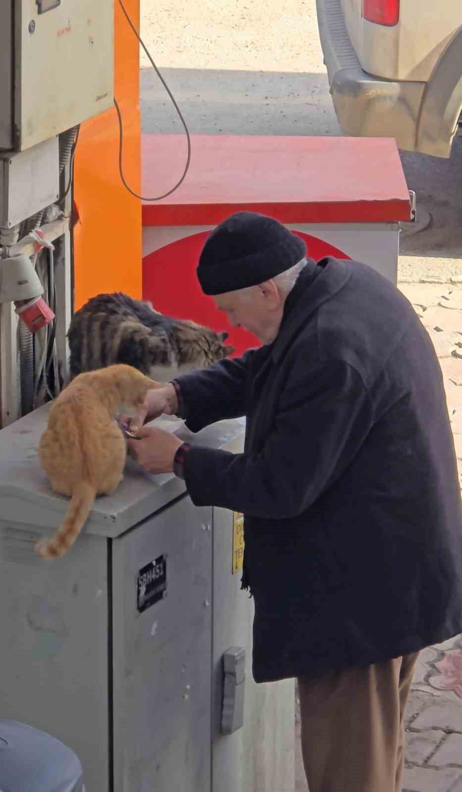 KARABÜK’ÜN SAFRANBOLU İLÇESİNDE BİR YAŞLI ADAMIN, SOKAK KEDİLERİ İÇİN ALDIĞI MAMALARI ELLERİYLE...