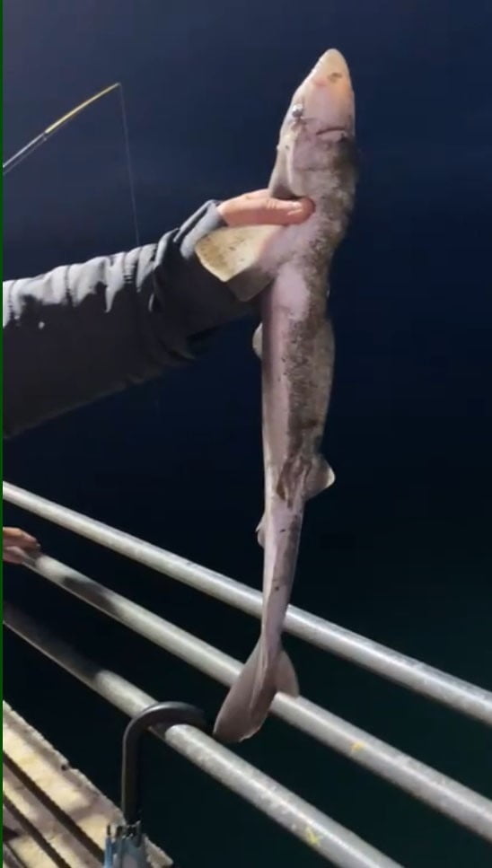 KARADENİZ’DE POPÜLASYONU HER GEÇEN GÜN ARTMAKTA OLAN CAMGÖZ KÖPEKBALIĞI TÜRÜ GİRESUN’DA AĞLARDAN...