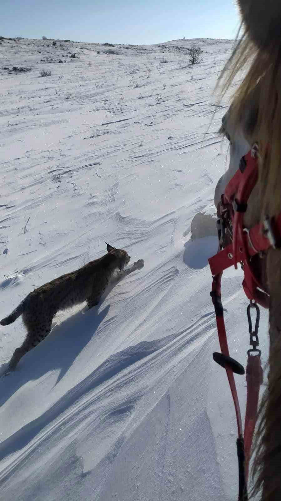 KARLIOVA’DA NESLİ TÜKENME TEHLİKESİ ALTINDAKİ VAŞAK GÖRÜNTÜLENDİ
