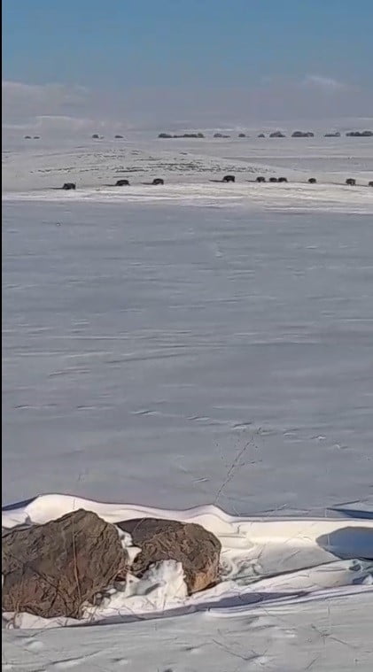 KARS’TA AÇ KALAN YABAN DOMUZLARI YERLEŞİM YERLERİNE İNDİ(KARS-İHA)