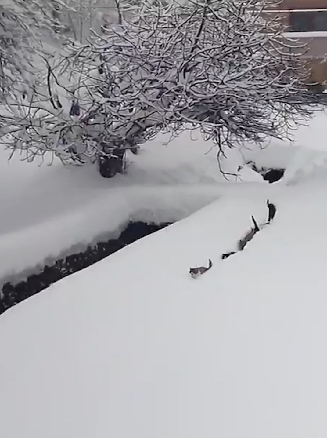 KASTAMONU'NUN ÇATALZEYTİN İLÇESİNDE KÖY İMAMININ SESLENDİĞİ KEDİLERİN SIRALI ŞEKİLDE KARDA...
