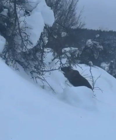 KASTAMONU’NUN AĞLI İLÇESİNDE KIŞ UYKUSUNA YATAMAYAN BOZ AYI, İLÇE MERKEZİNE KADAR İNEREK YİYECEK...
